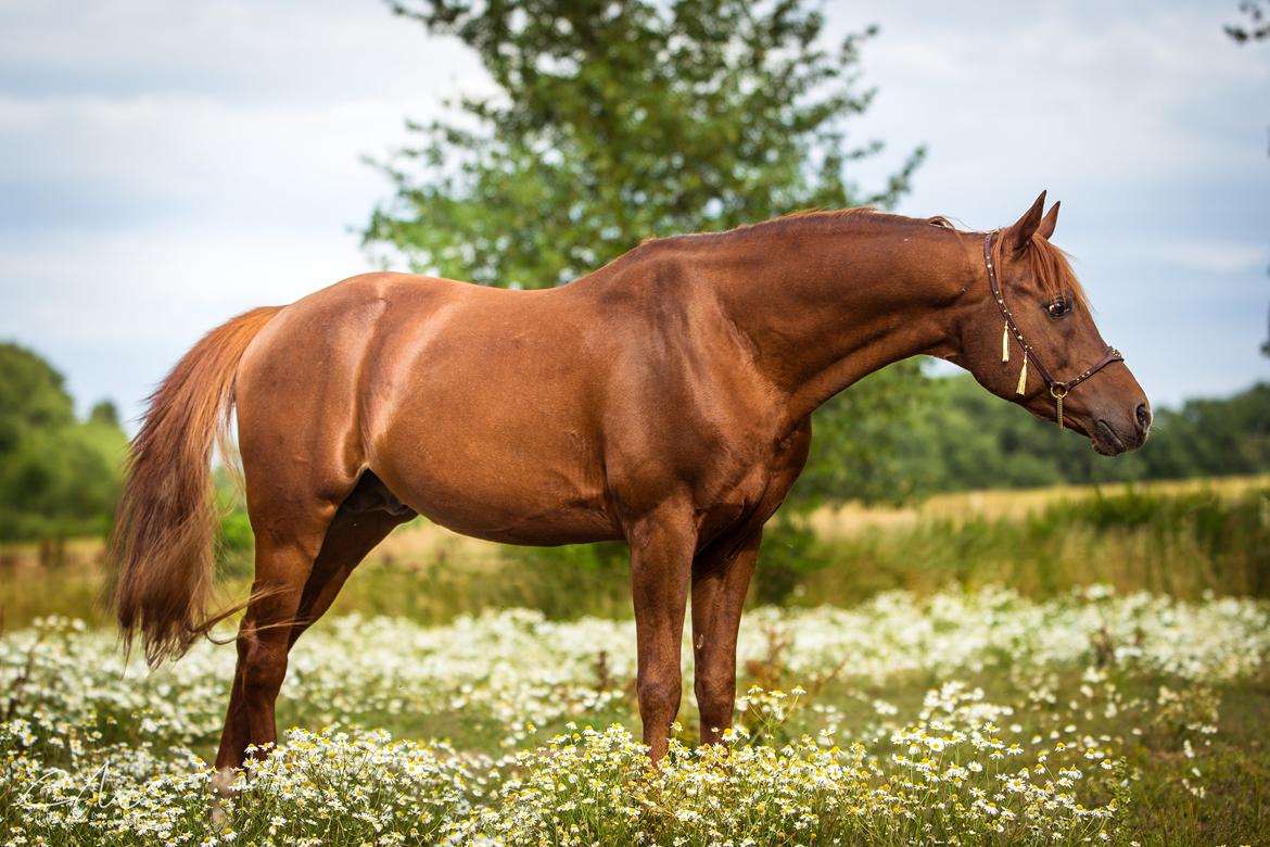 Arabisk fuldblod (OX) Pelee ox - CM Photography, 2018 billede 4