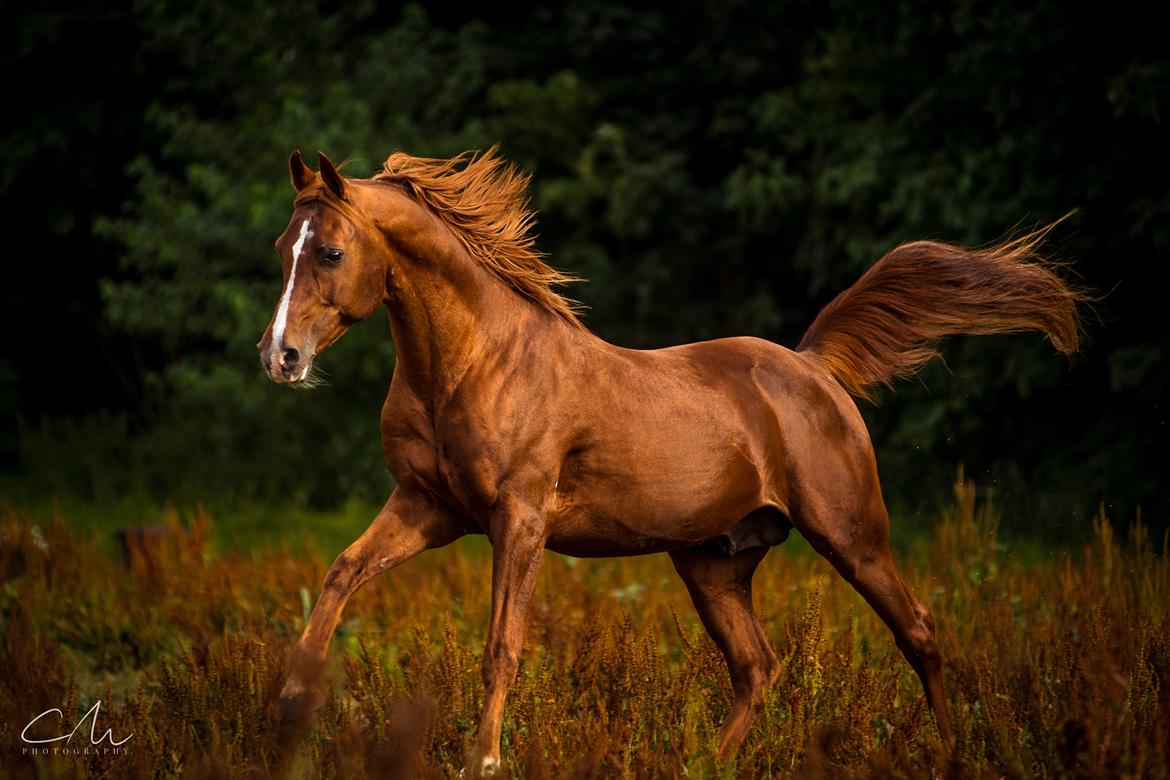 Arabisk fuldblod (OX) Pelee ox - CM Photography. 2018 billede 6