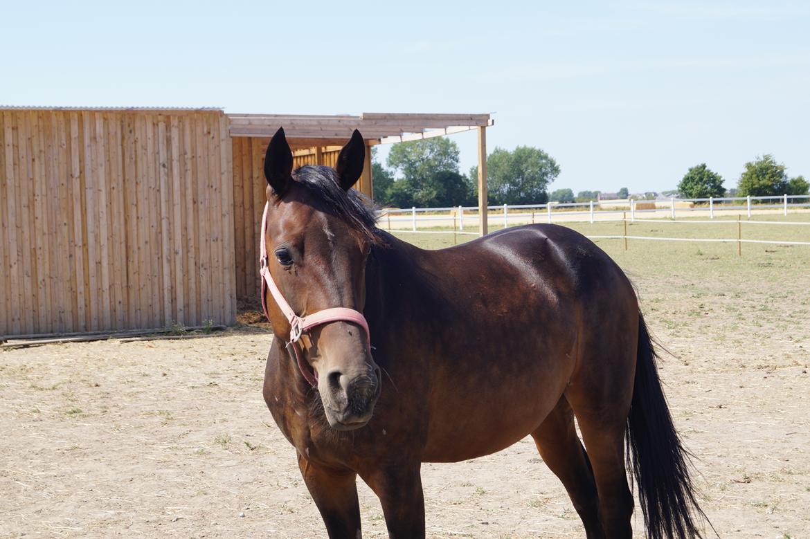 Anden særlig race Platin billede 17