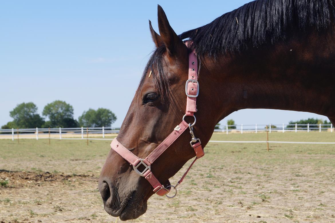 Anden særlig race Platin billede 19