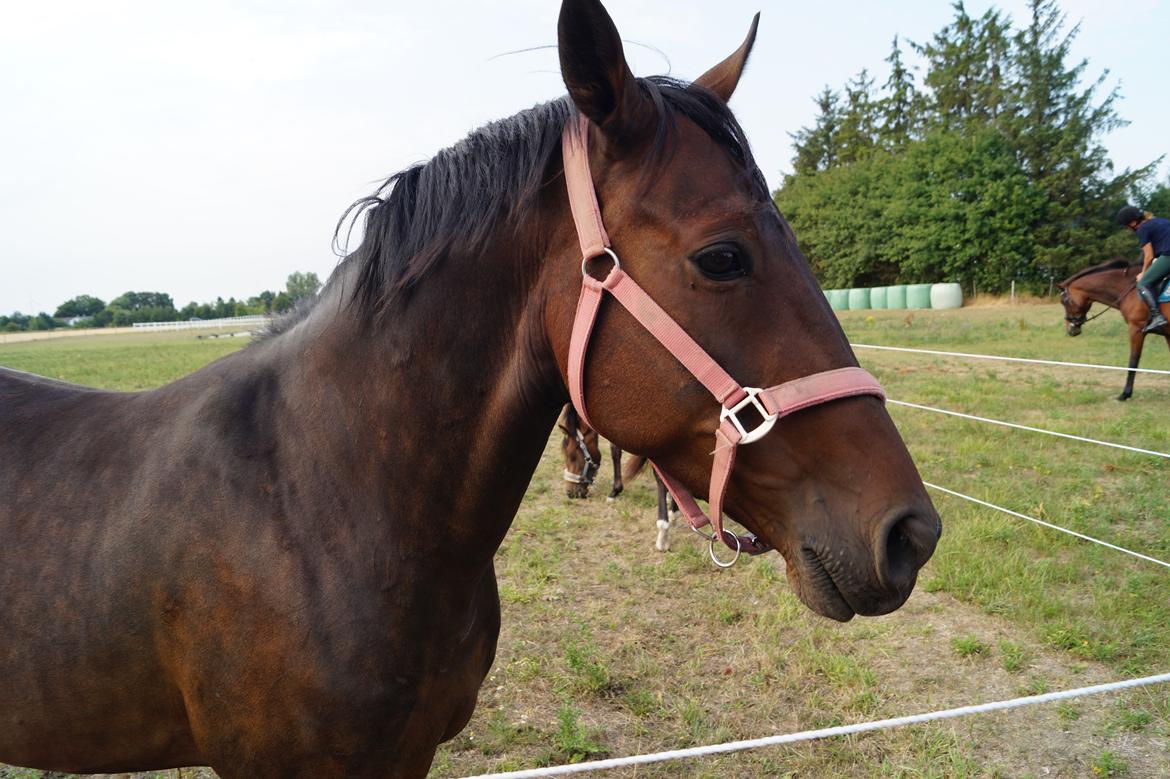 Anden særlig race Platin billede 20