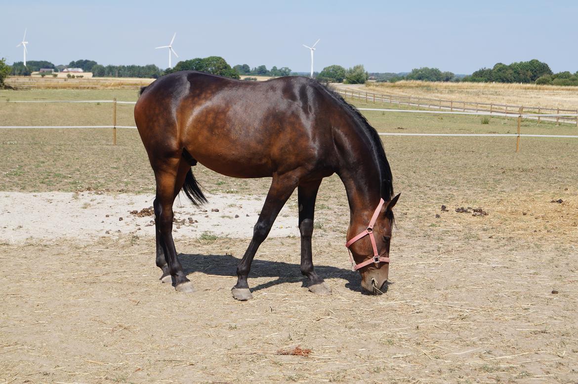 Anden særlig race Platin billede 18