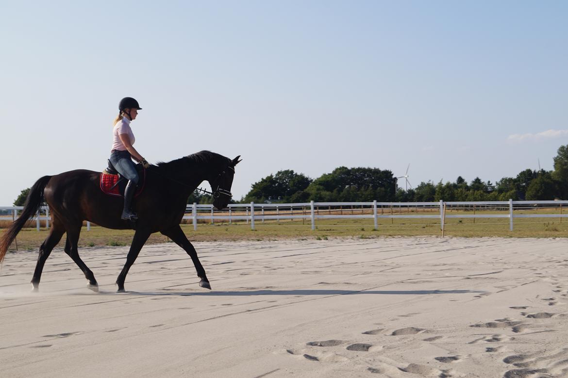 Dansk Varmblod Højmarks falco billede 20