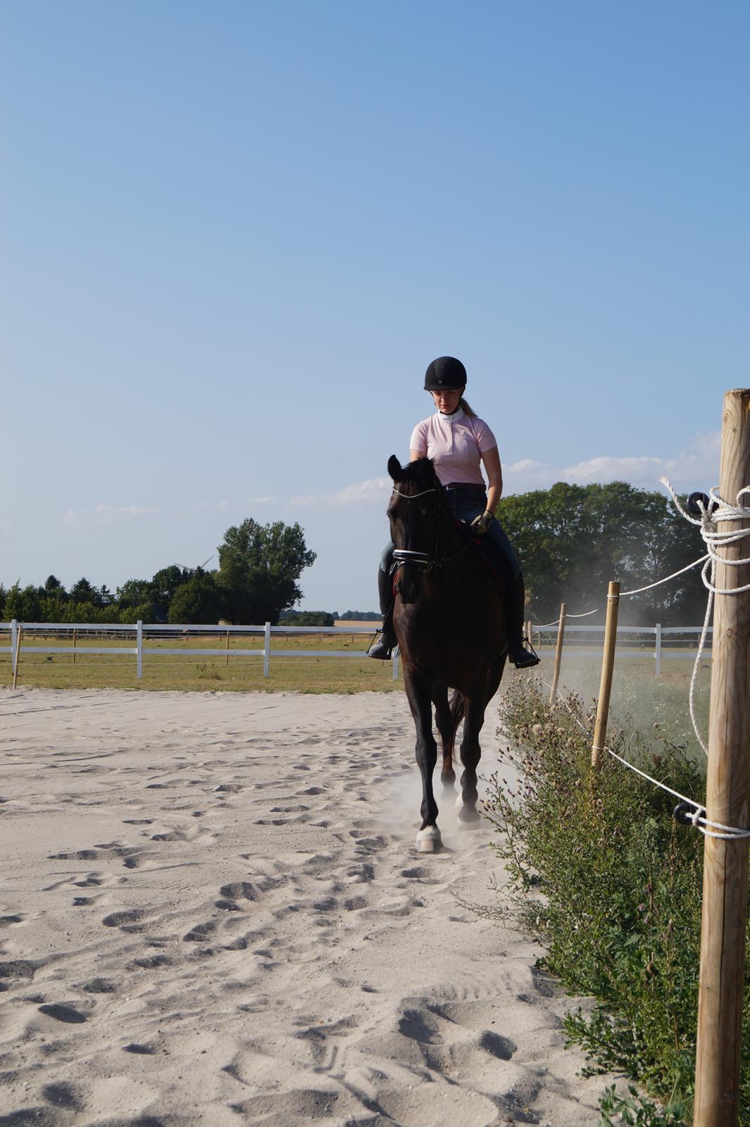 Dansk Varmblod Højmarks falco billede 23