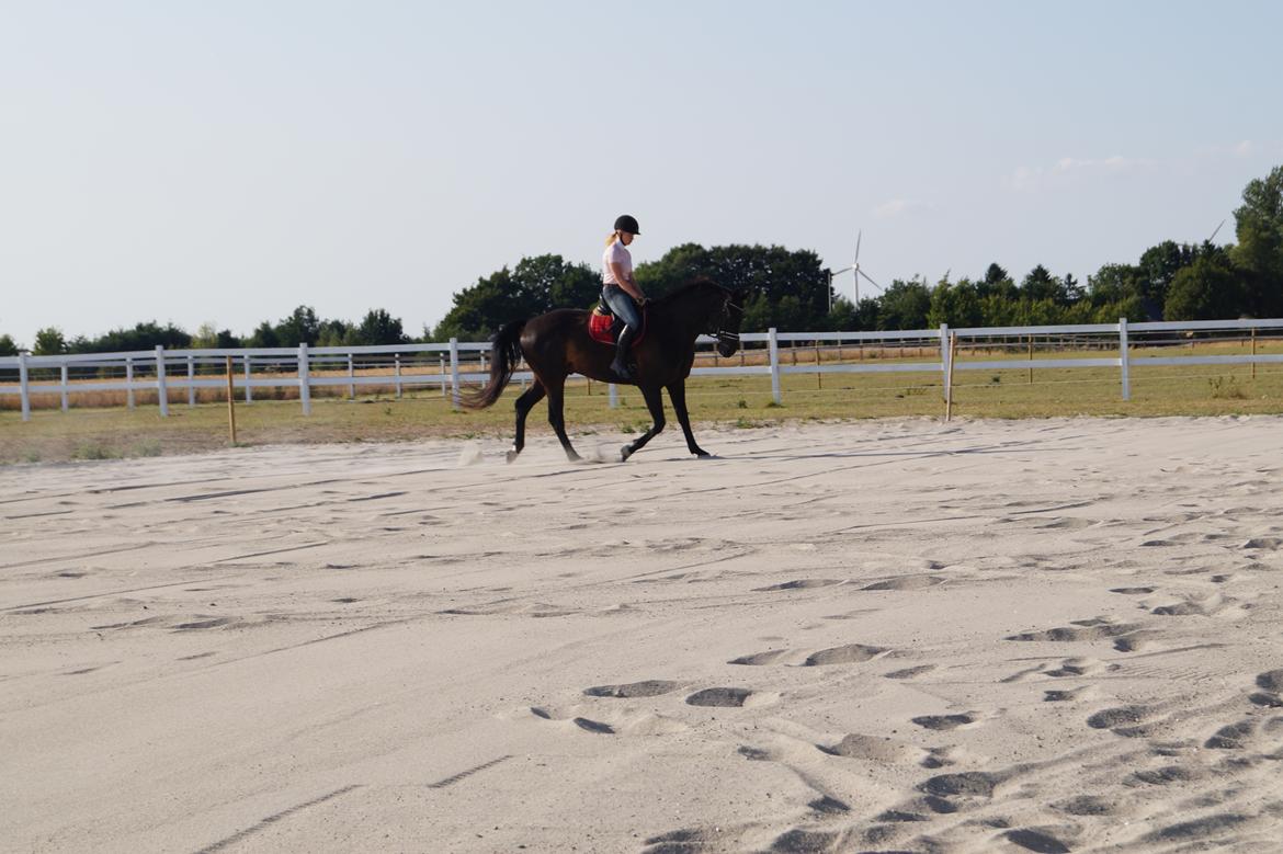 Dansk Varmblod Højmarks falco billede 21