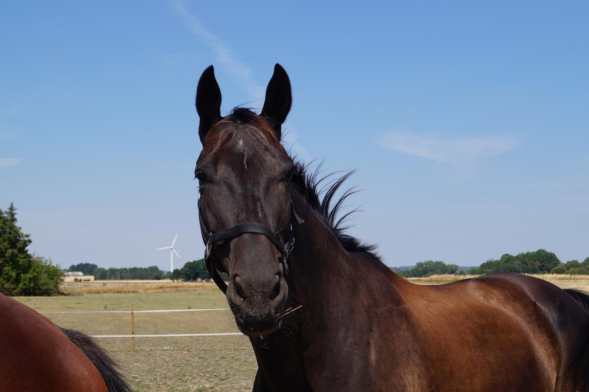 Dansk Varmblod Højmarks falco billede 24