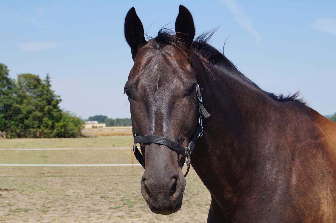 Dansk Varmblod Højmarks falco billede 25
