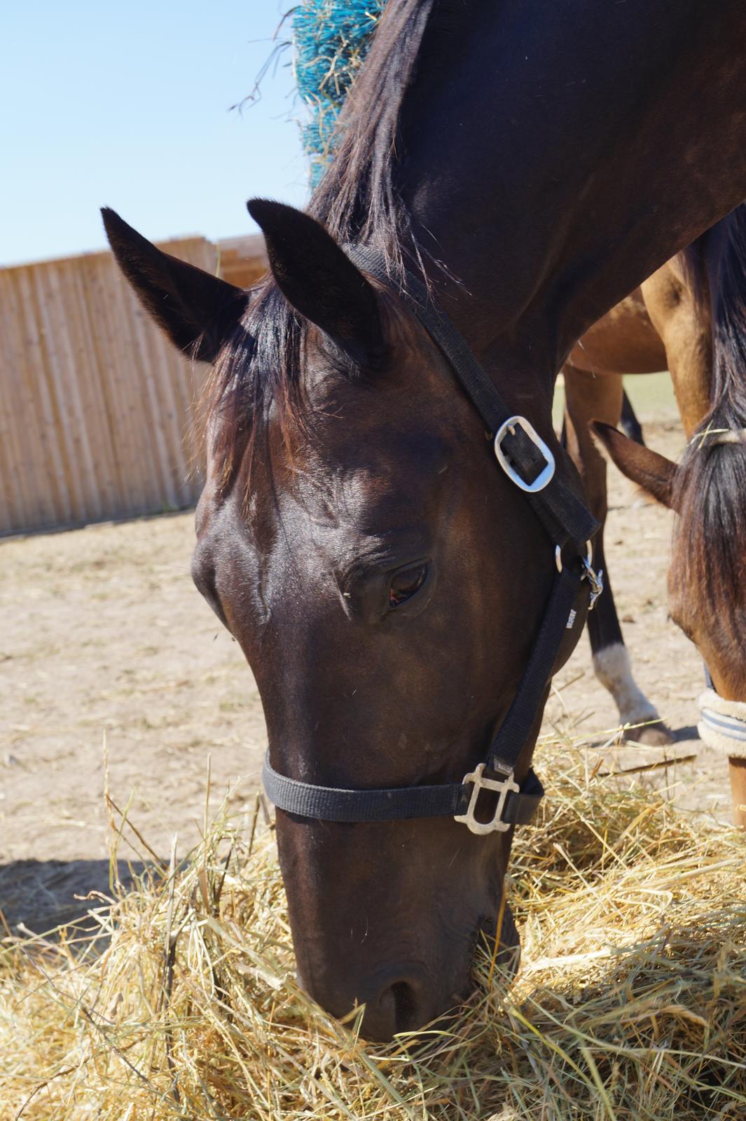 Dansk Varmblod Højmarks falco billede 26