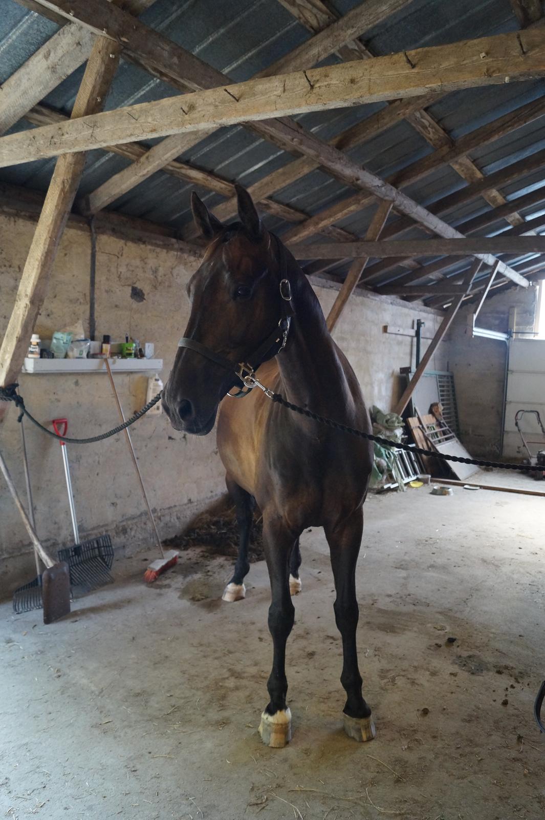 Dansk Varmblod Højmarks falco billede 27