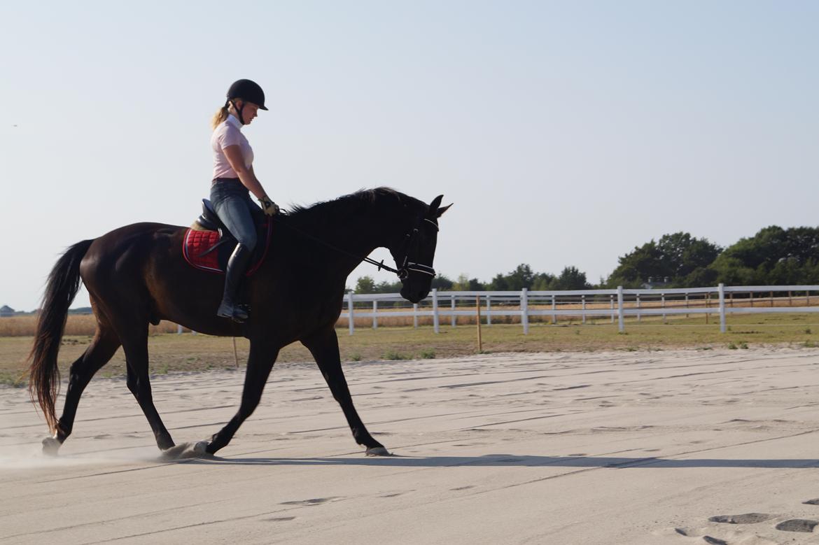 Dansk Varmblod Højmarks falco billede 22