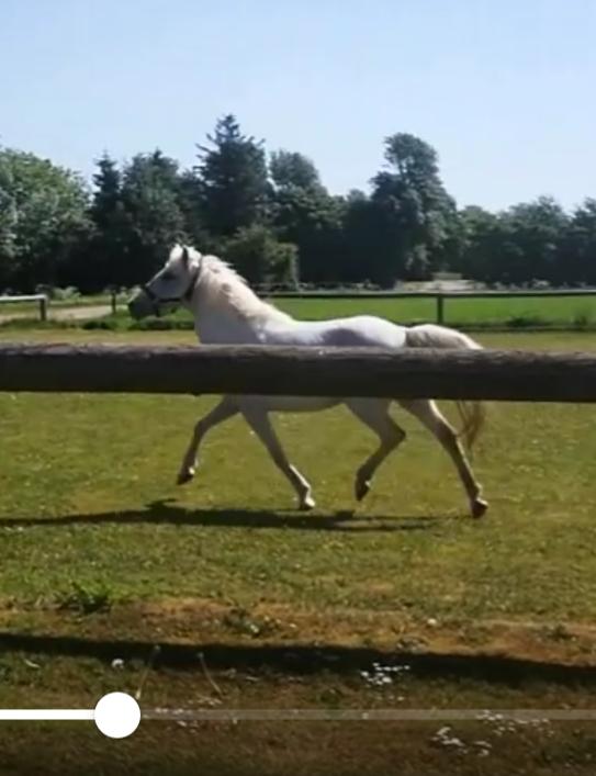 Anden særlig race Bolette billede 30