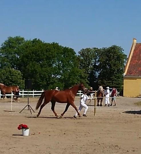 Frederiksborg TT's Vestergårds Rocky (SOLGT) - Her havde Rocky det for varmt og gad ikke rigtig at løbe.. 22 point.  billede 8