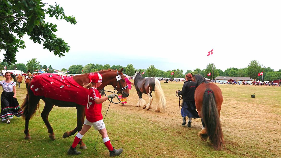 Frederiksborg TT's Vestergårds Rocky (SOLGT) - Gallashowet dyrskue 2018. Temaet var hestens hjemland og det var fodbold VM.  billede 12