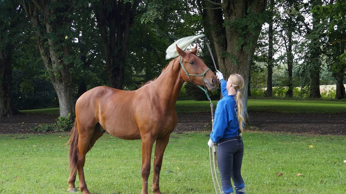 Frederiksborg TT's Vestergårds Rocky (SOLGT) - FHF hyggedag hos Jens og Grete 2017 billede 13