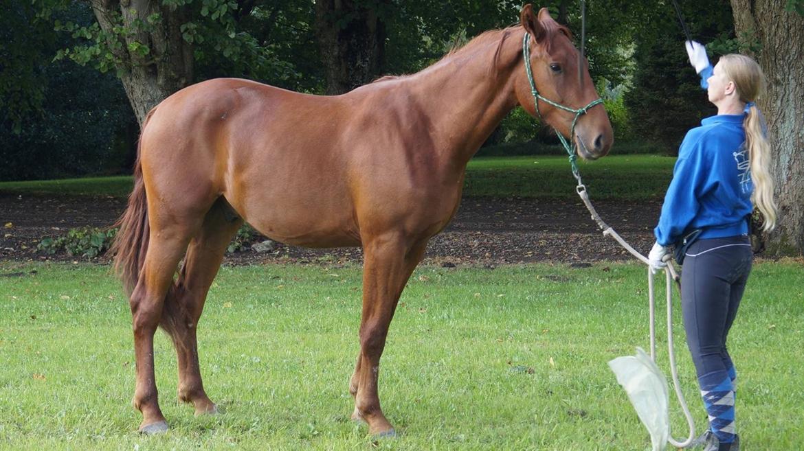 Frederiksborg TT's Vestergårds Rocky (SOLGT) billede 14