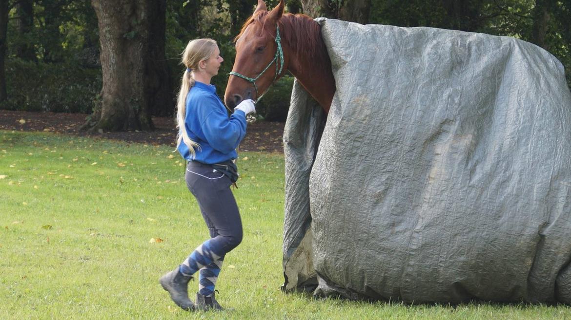 Frederiksborg TT's Vestergårds Rocky (SOLGT) - Det er i hvert fald ikke post Danmark han skal sendes med :-D  billede 16