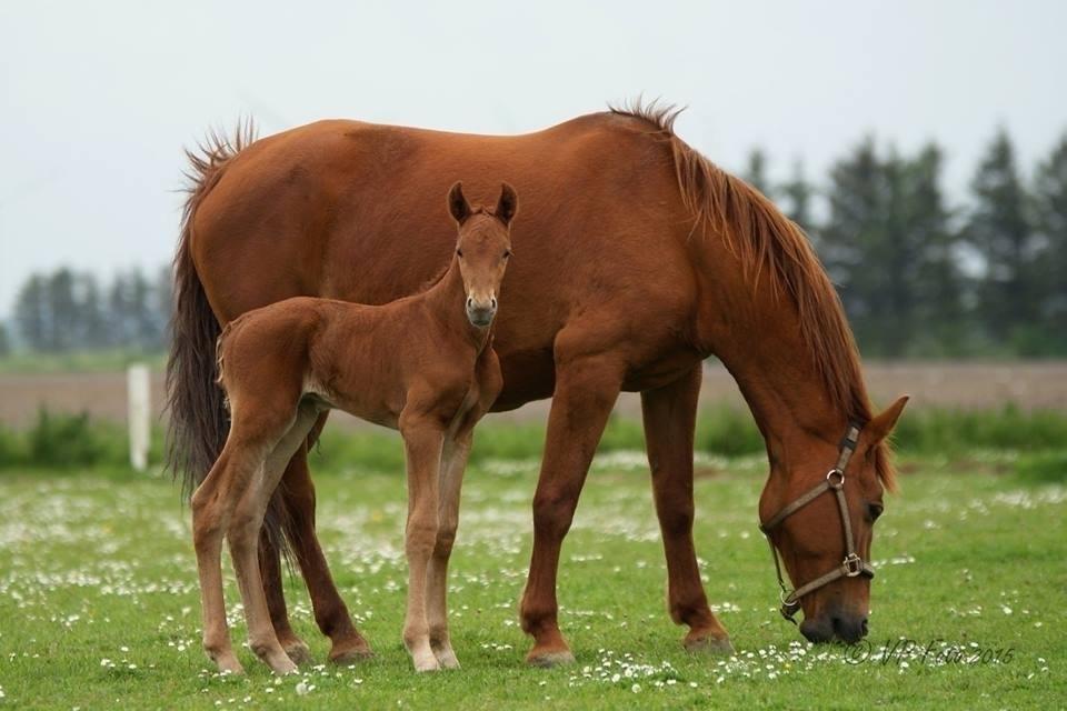 Frederiksborg TT's Vestergårds Rocky (SOLGT) billede 1