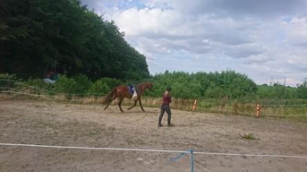Frederiksborg TT's Vestergårds Rocky (SOLGT) - Så gøres der klar til at mor skal op og være rytter på mig :-)  billede 17