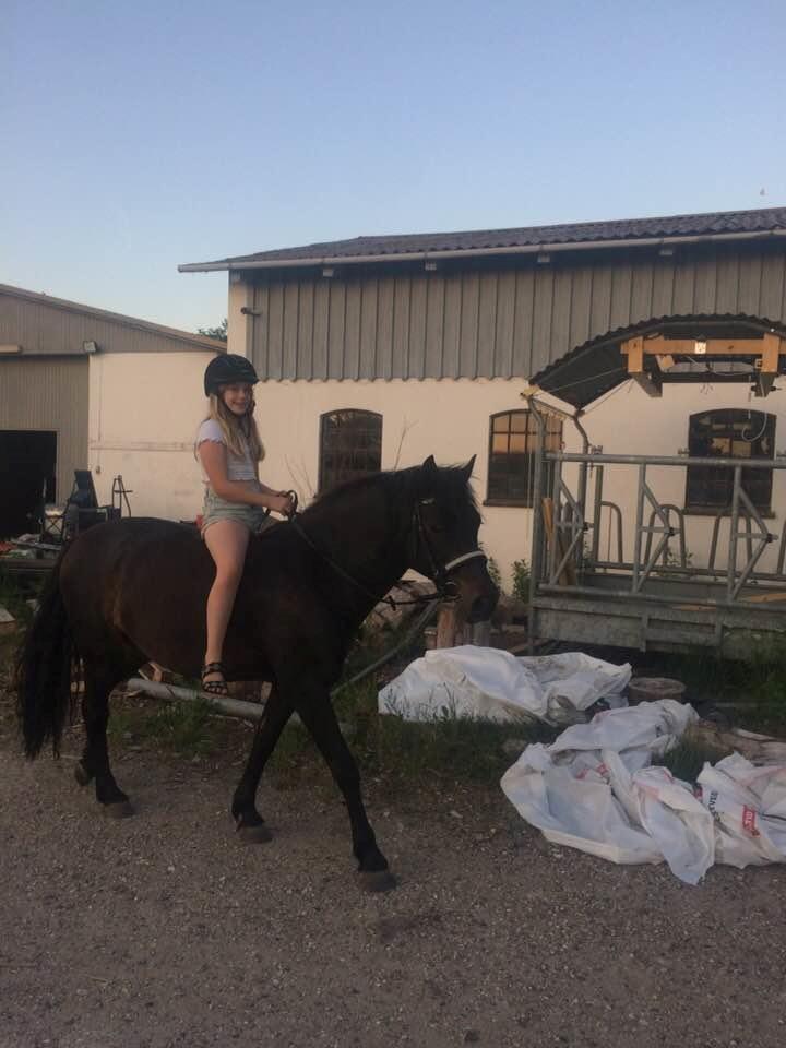 New Forest Vangsgaard's caesar billede 7