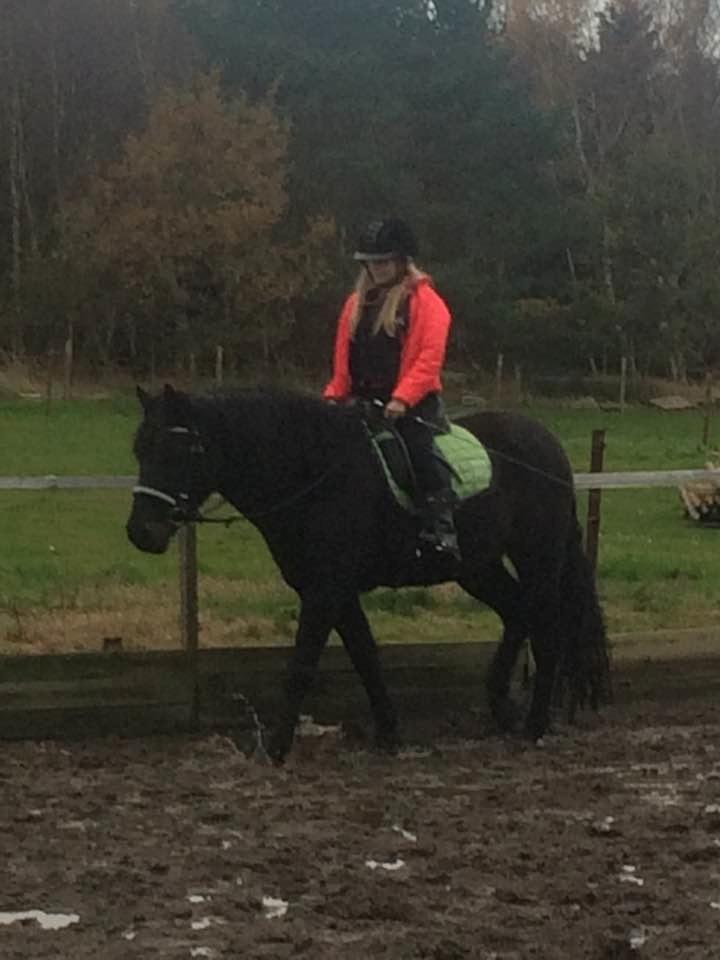 New Forest Vangsgaard's caesar billede 5