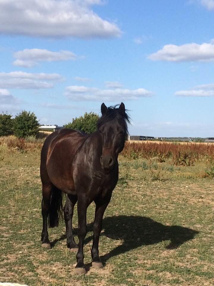 New Forest Vangsgaard's caesar billede 6