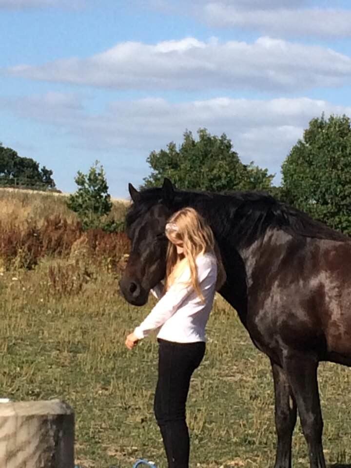 New Forest Vangsgaard's caesar billede 4