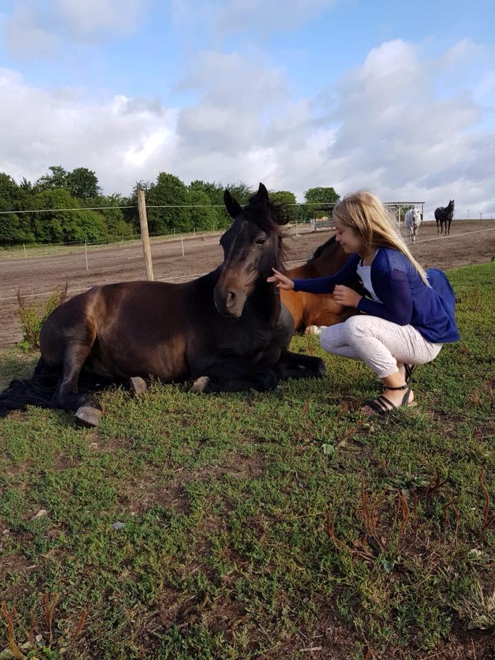 New Forest Vangsgaard's caesar billede 2