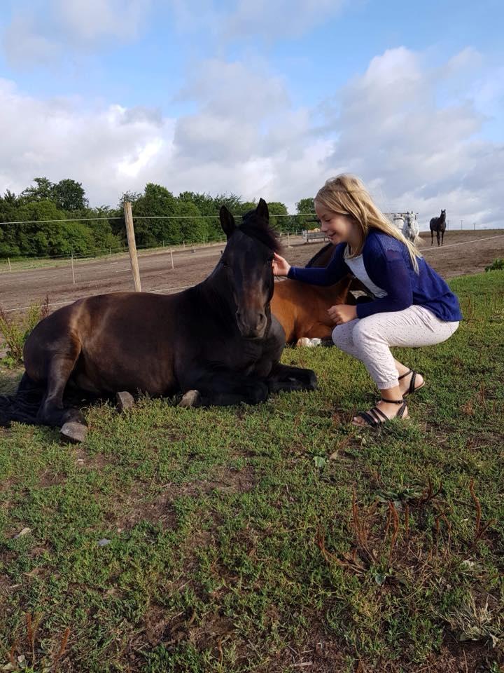 New Forest Vangsgaard's caesar billede 3