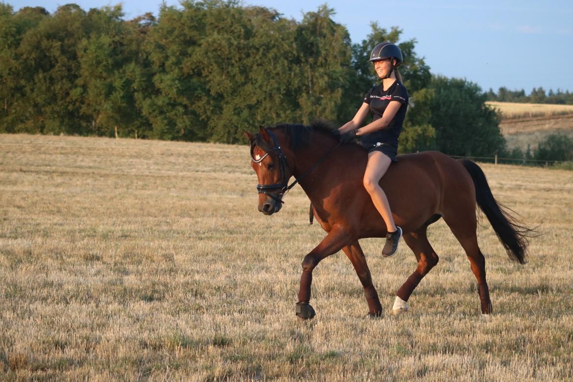 Welsh Partbred (Sec F) Sir Bobby - En tur på stubmarken - D. 30 juli  billede 15