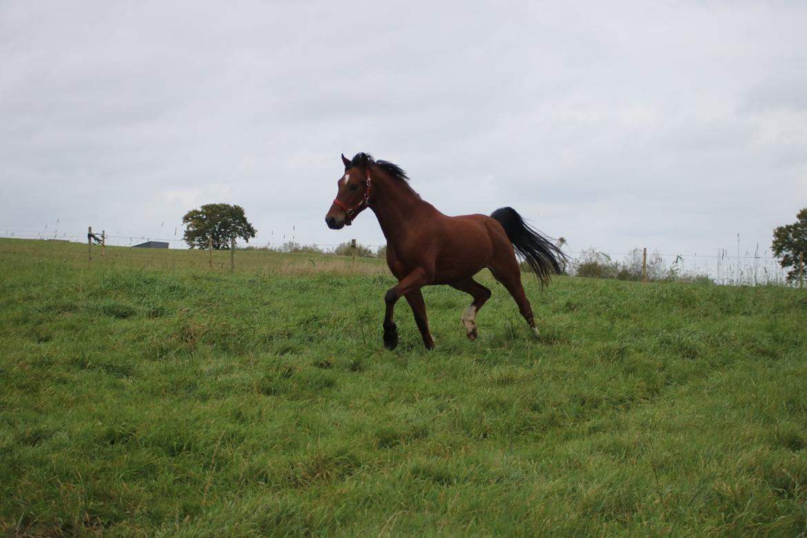 Welsh Partbred (Sec F) Sir Bobby - Bobby viser sig frem på folden :P billede 4