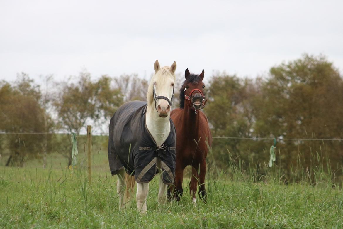 Welsh Partbred (Sec F) Sir Bobby - Boblen elsker hans ene foldkammerat Cocu <3 billede 5