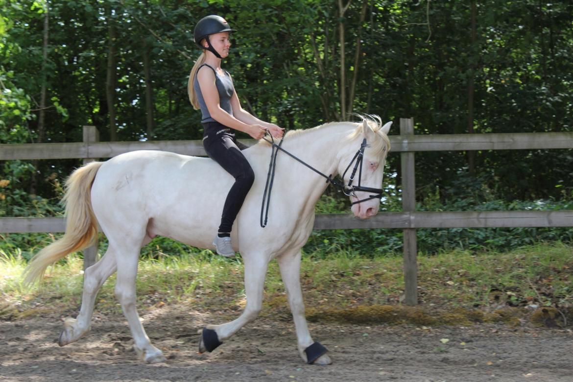 Irsk Sportspony WheellaGover Palmo men bliver kaldt Creamy  billede 11