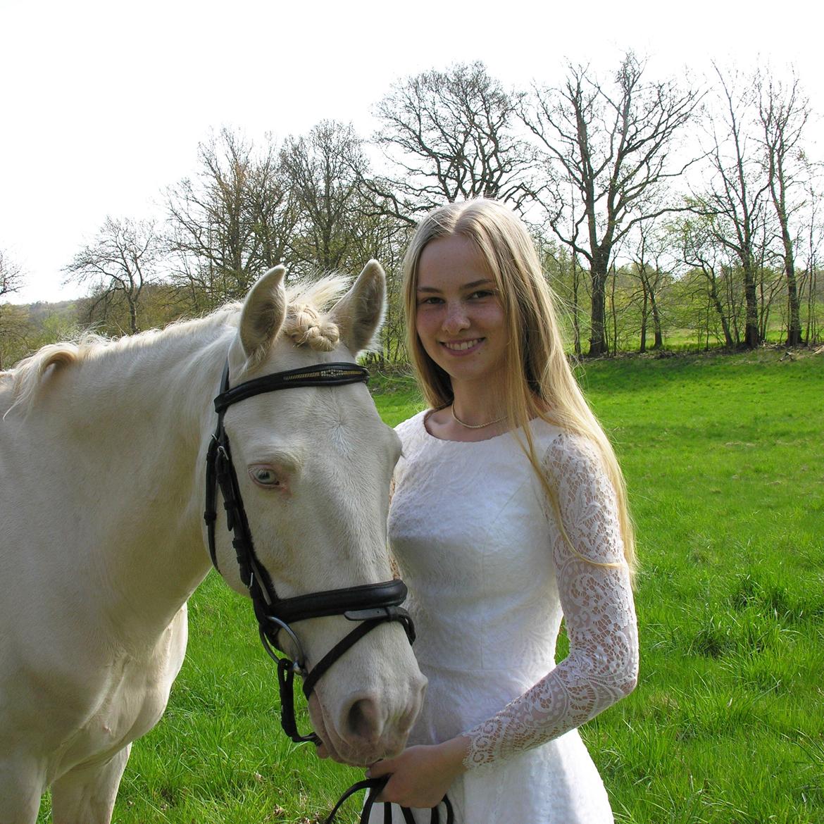 Irsk Sportspony WheellaGover Palmo men bliver kaldt Creamy  billede 13