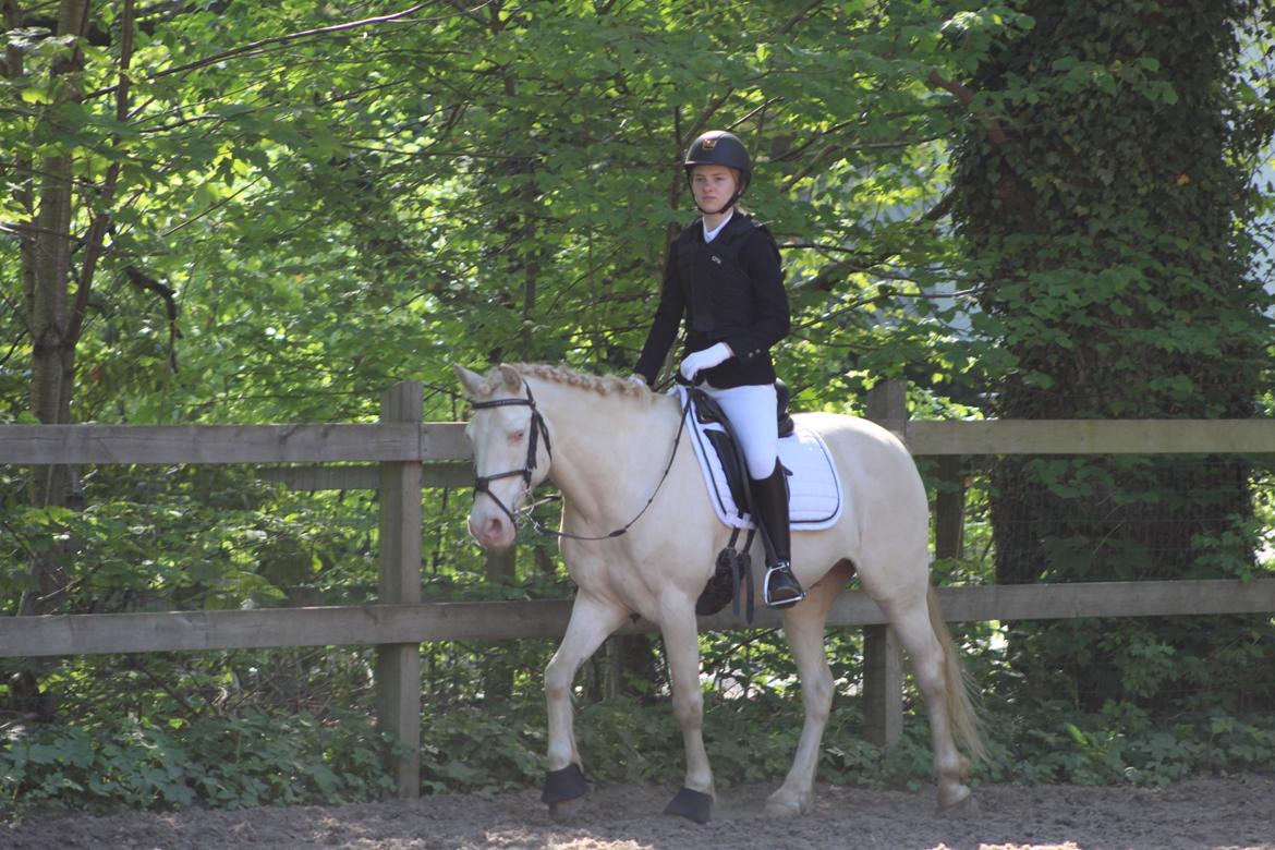 Irsk Sportspony WheellaGover Palmo men bliver kaldt Creamy  billede 14