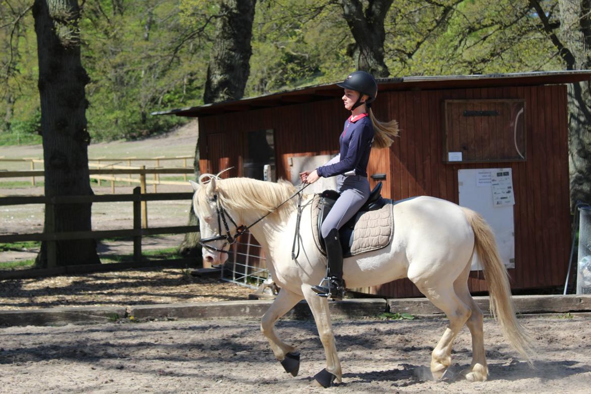 Irsk Sportspony WheellaGover Palmo men bliver kaldt Creamy  billede 12