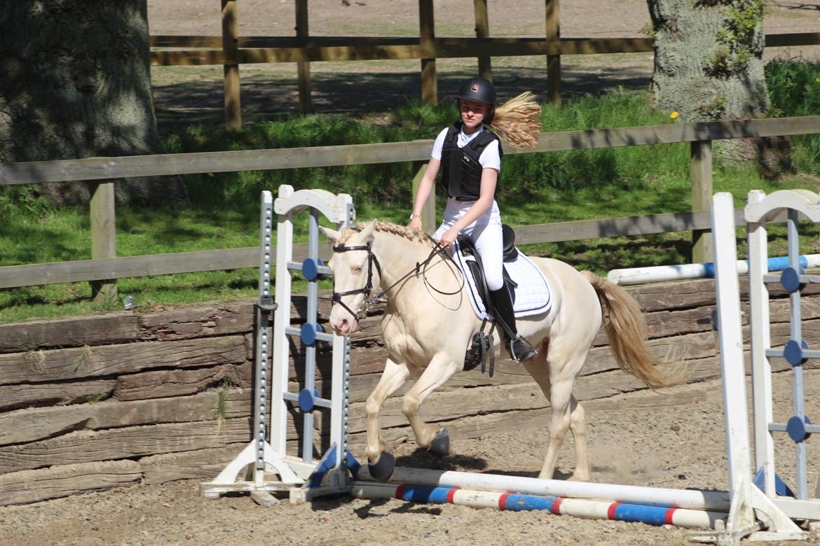 Irsk Sportspony WheellaGover Palmo men bliver kaldt Creamy  billede 15