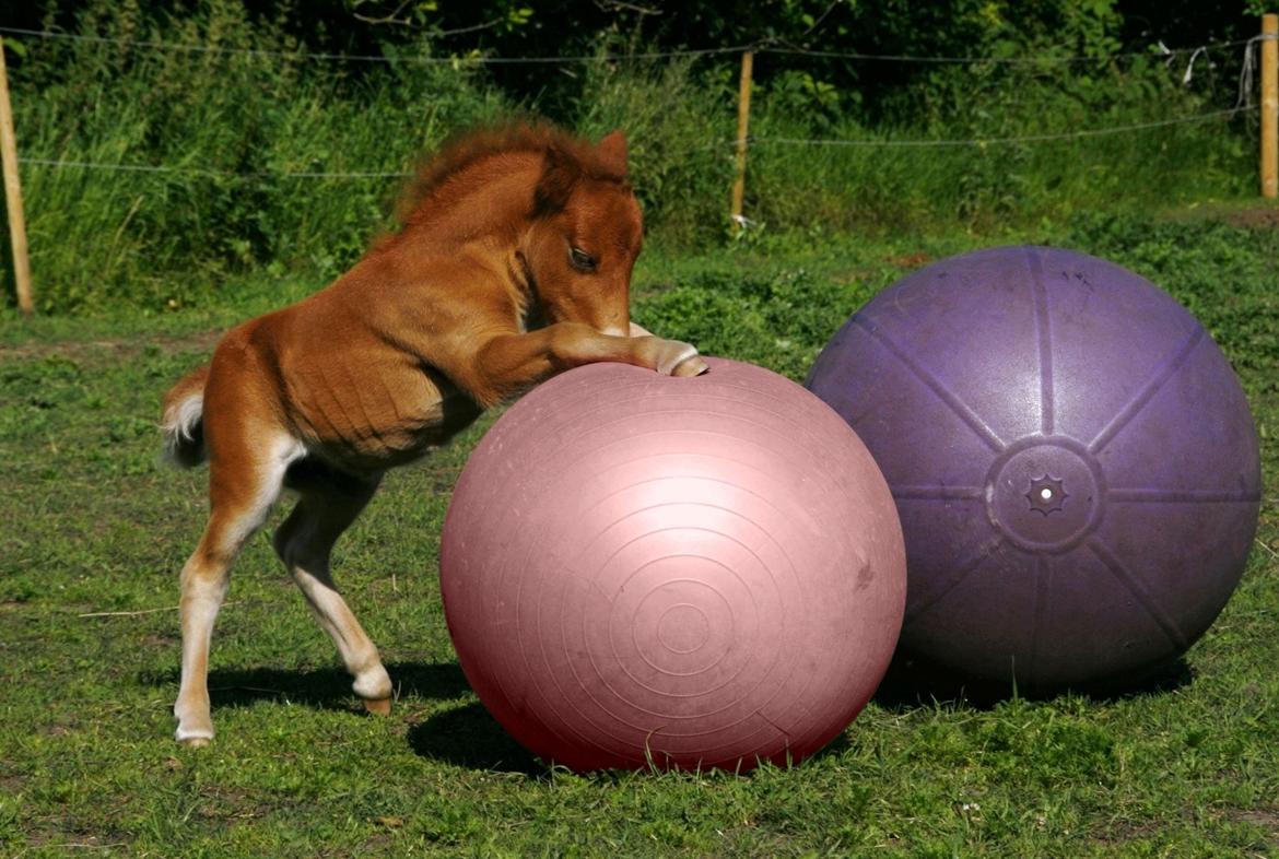 Anden særlig race | My Best Choice Constantino billede 1