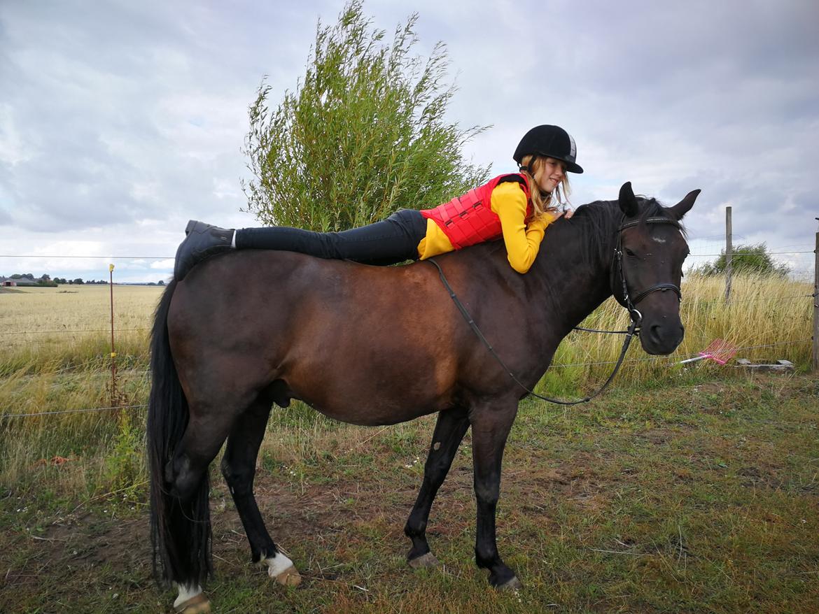 New Forest Elmholts Patrick  billede 29