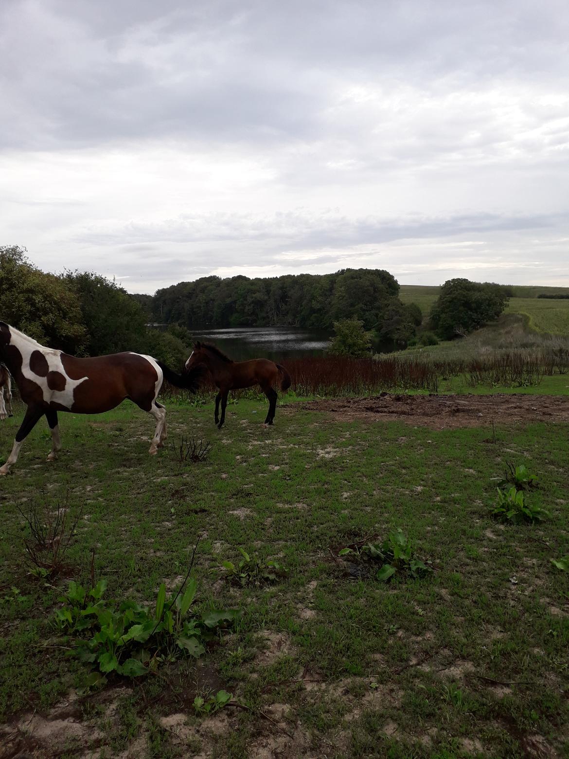 Pinto Søgårds Little Dark Pride  billede 30