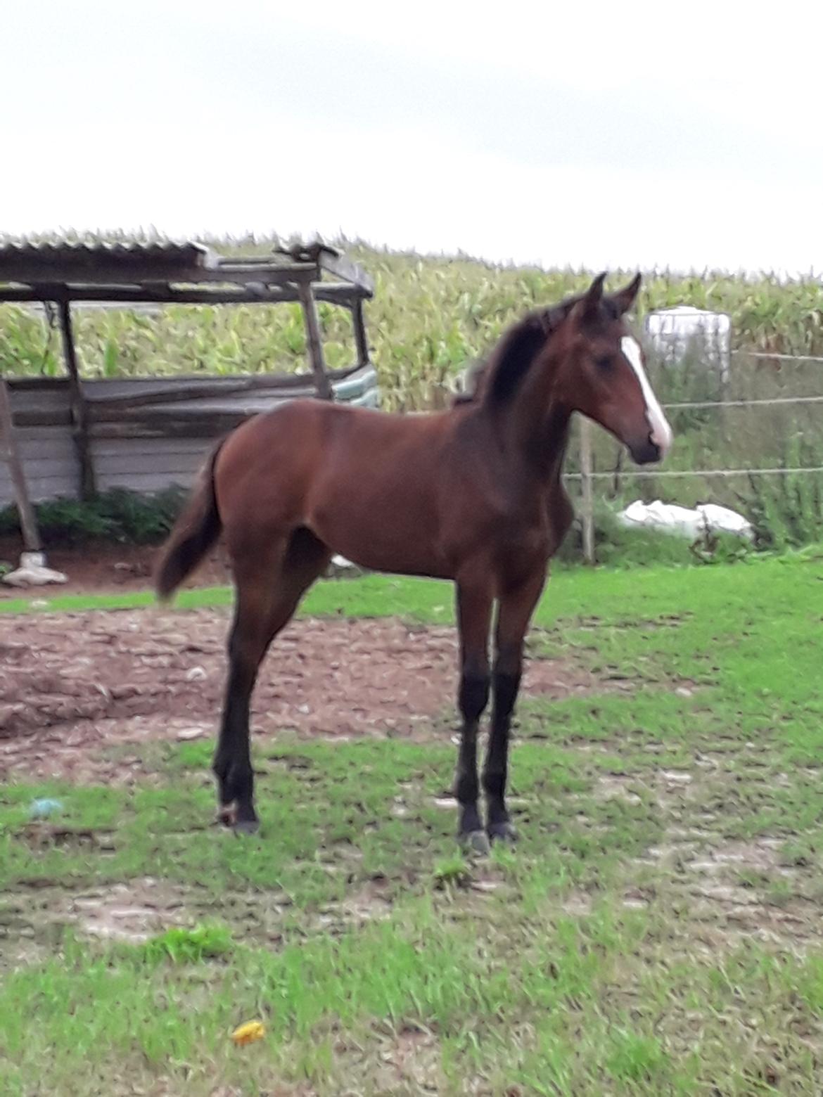 Pinto Søgårds Little Dark Pride  billede 7