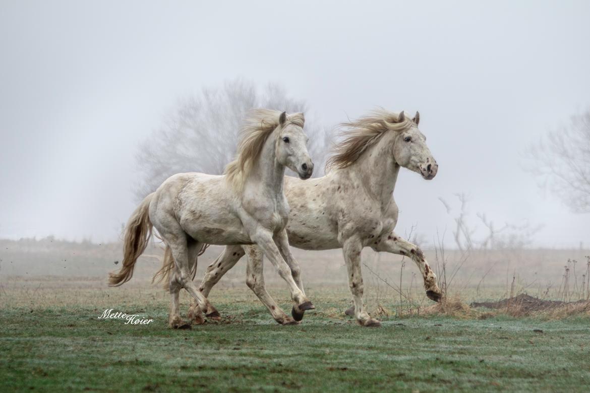 Connemara Dambækgårds Rubbin billede 3