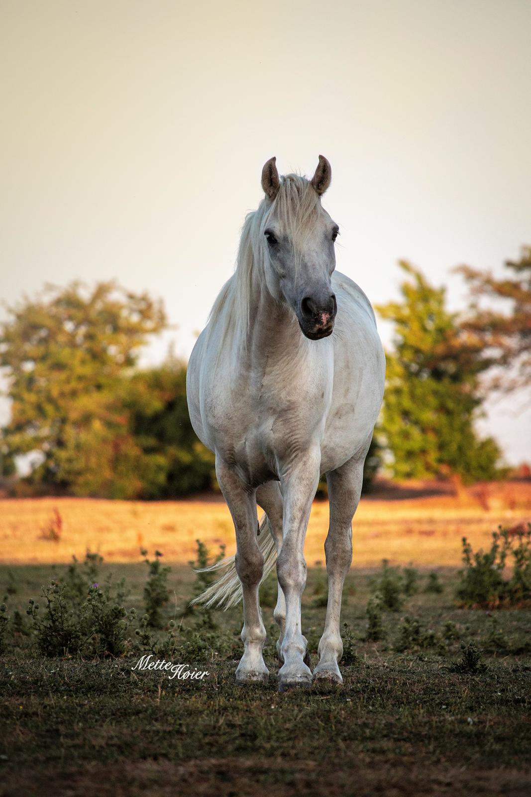 Connemara Dambækgårds Rubbin billede 4