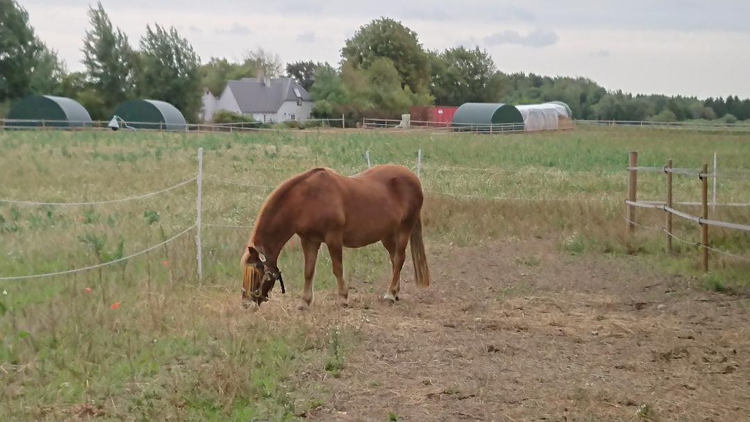 Gotlandsruss Dioni M aka Djuni billede 3