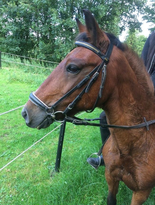 New Forest Amadian (Ams) billede 1