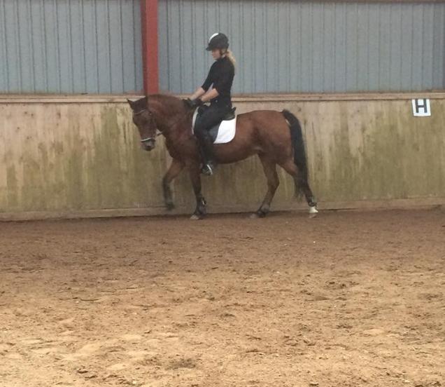 New Forest Amadian (Ams) billede 6