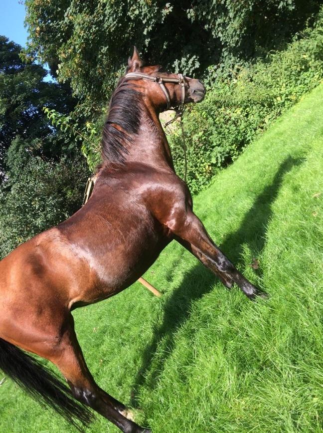 New Forest Amadian (Ams) billede 3