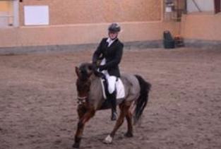 New Forest Amadian (Ams) billede 4