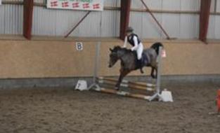 New Forest Amadian (Ams) billede 5