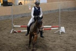 New Forest Amadian (Ams) billede 2