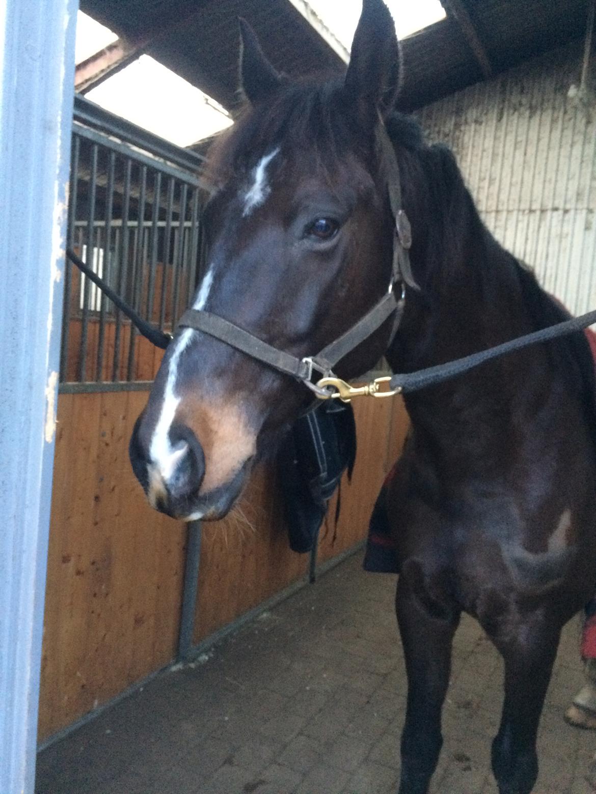 Dansk Varmblod Kypergårdens talent billede 1